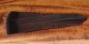 Cinnamon Tip Turkey Tail Feathers