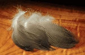 *Gadwall Feathers